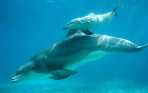 Le delphineau de Planète Sauvage est mort ...