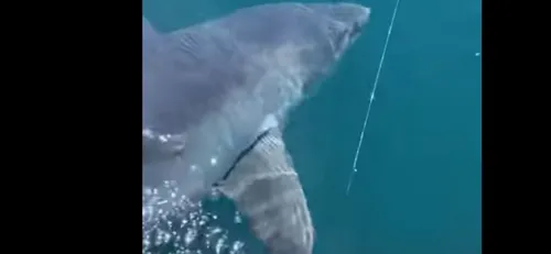 Un requin taupe dans le port de Trégastel