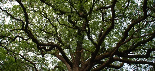 Carte postale : Forêt de Brocéliande