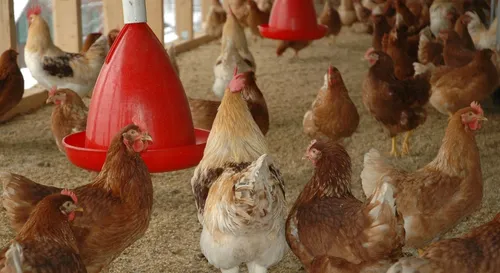 Un recours déposé contre un projet d'extension de poulailler à...