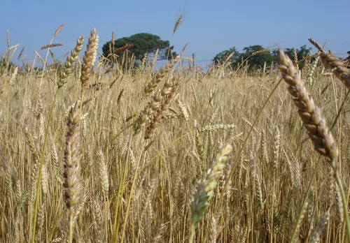 Un début de sécheresse habituel en Pays-de-la-Loire
