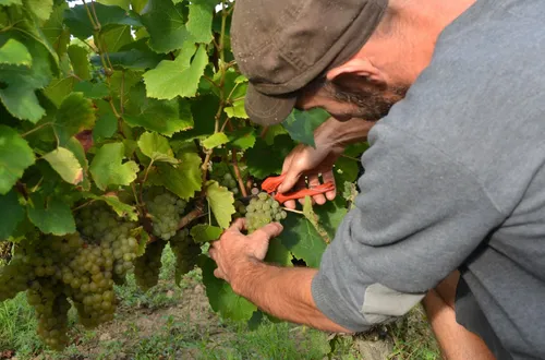 Des vendanges précoces et faites sous masque