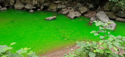 Une Pollution du Gouédic ?