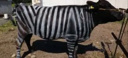 Une technique pour éloigner les mouches qui envahissent les vaches !