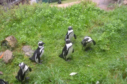 Pont-Scorff : Rewild dénonce des accusations mensongères