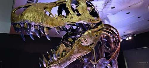 Stan, le T-Rex, vendu aux enchères à 32 millions de dollars