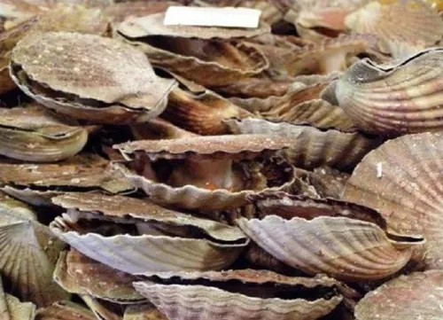Des coquilles St-Jacques en abondance