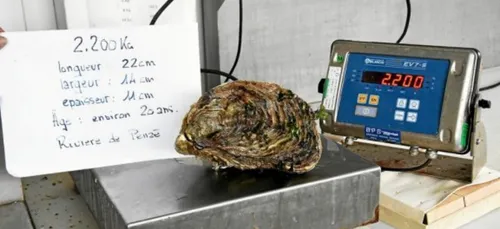 Une huitre gigantesque