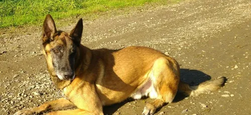 Un chien de la brigade de gendarmerie de Rezé cherche un maître