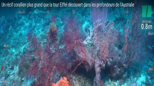 Un récif corallien inédit découvert en Australie