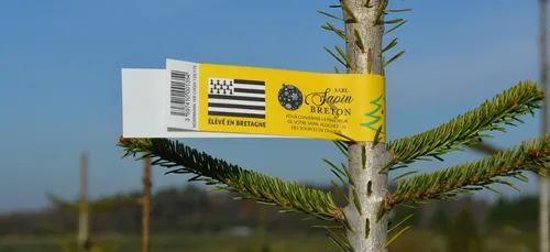 La vente des sapins de Noël autorisée mais retardée