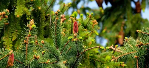 Ce week-end, on fait le sapin ?