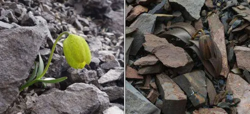 Cette plante fait semblant de faner pour éviter d'être cueillie