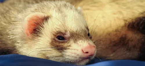 Les putois vaccinés avant nous !