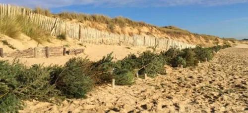 Vos sapins de noël peuvent sauver les dunes