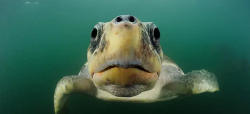 Une tortue s'attaque au bateau de Guirec Soudée