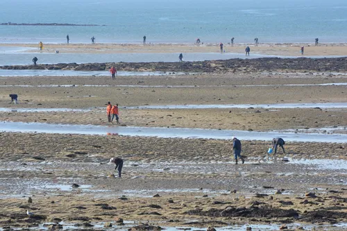 Grandes marées : le retour de la pêche à pied !