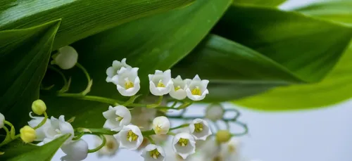 Les maraîchers attendent les petites mains de France et d'ailleurs