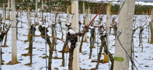 Le muscadet 2021 est déjà très frais, voire gelé...