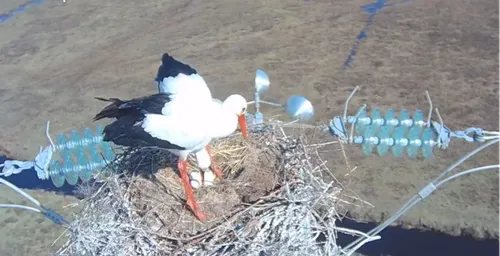 Des cigognes ont élu domicile en haut d'un pylône !