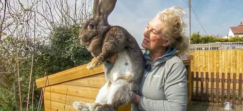 Un vol de lèse-majesté : le lapin Darius a été enlevé