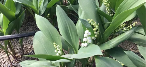 Le muguet sera bien fêté cette année, en ce 1er mai