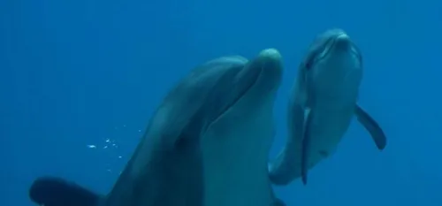 Les delphineaux de Plan&egrave;te Sauvage ont un nom !