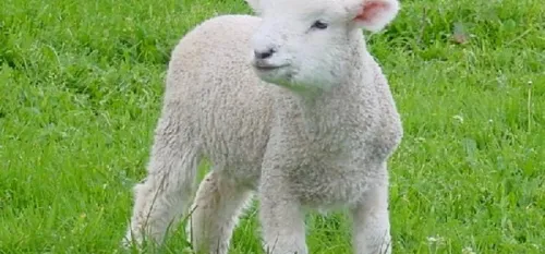Les moutons d&rsquo;Ouessant &agrave; Paris