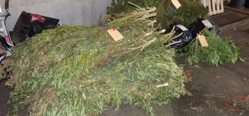 Quelque 300 pieds de cannabis &agrave; GrandChamps