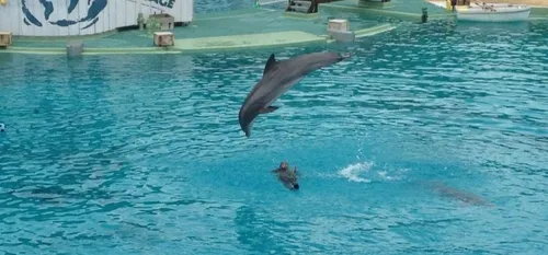 Deux delphineaux sont n&eacute;s &agrave; Plan&egrave;te Sauvage