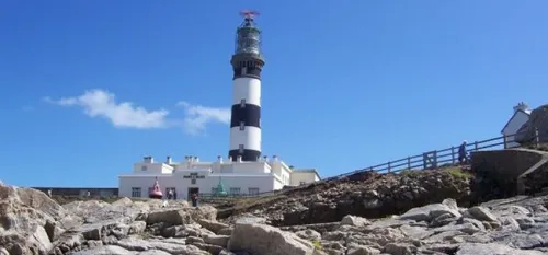 Des moutons d'Ouessant sur le p&eacute;riph' parisien 