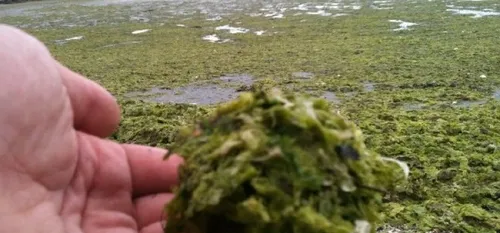 Algues vertes : des pr&eacute;l&egrave;vements de vase et des...