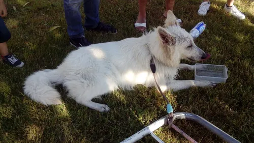 Vaucluse : un chien, oublié dans une voiture garée en plein soleil,...