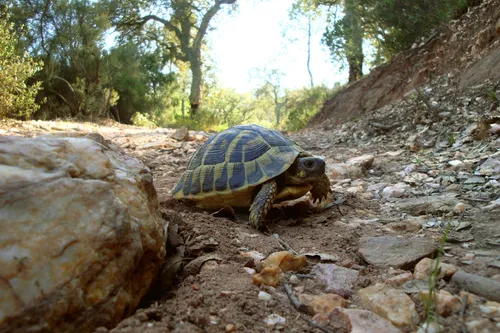 Var : les tortues ont un nouveau village pour se faire chouchouter !