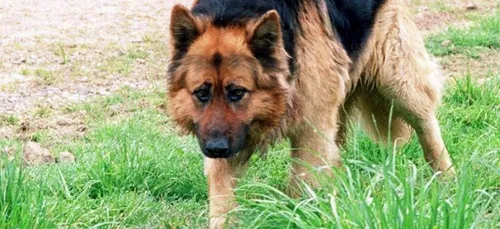 Pas d’euthanasie pour le Berger Allemand qui a dévoré sa maîtresse