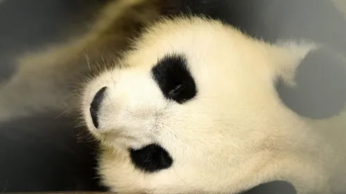 La femelle panda, Huan Huan, attend finalement des jumeaux au zoo...