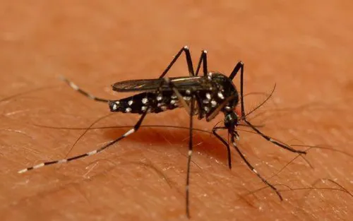 Var : un cas de Chikungunya contracté en France