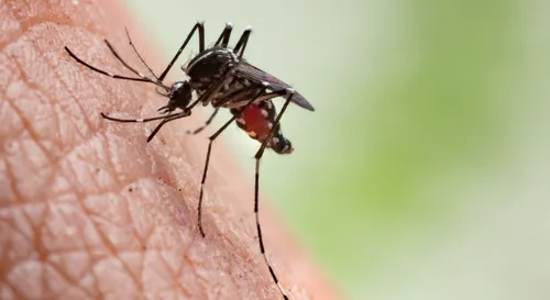 Deuxième cas autochtone de chikungunya détecté dans le Var