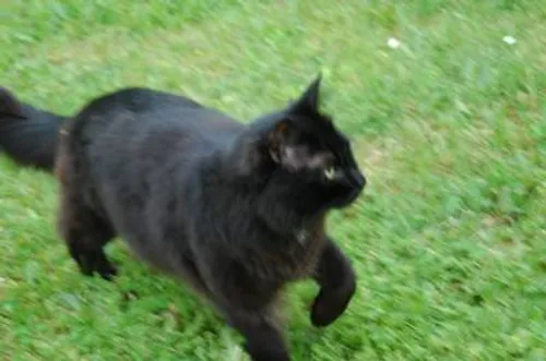 Simiane : la panthère qui a terrorisé les habitants... était un...