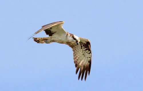 Var : un oiseau percute une ligne à haute tension, s'enflamme et...