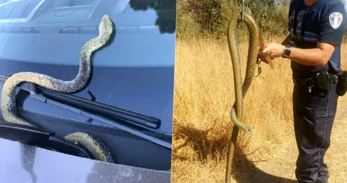 Var : un serpent de plus de 2 mètres sort du capot de leur voiture