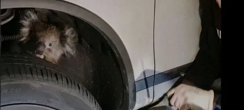Australie : un koala coincé derrière une roue de voiture pendant 16 km