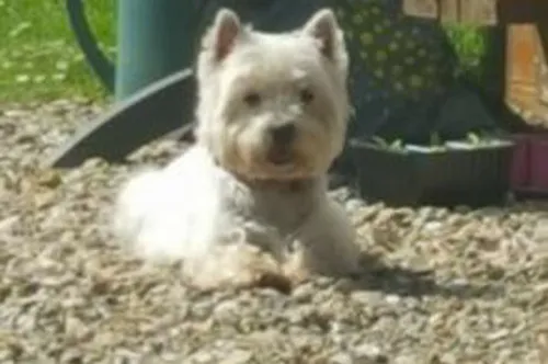 Volée avec le camping car, la chienne Evy retrouve ses maitres 4...