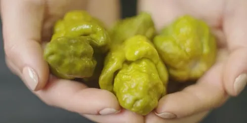 Pepper X : le nouveau piment le plus fort du monde