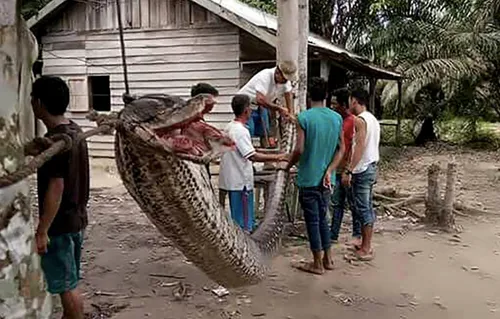 Un python géant attaque un homme et finit...en friture