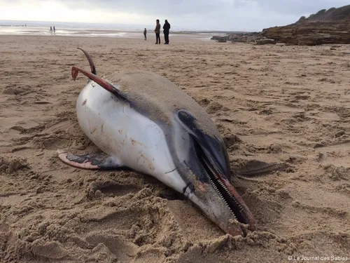 Var : une enquête pour les dauphins échoués