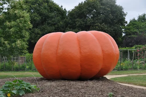 Il offre son potiron de 264kg aux Restos du Coeur
