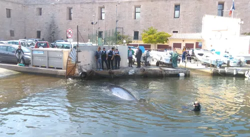 Marseille : une baleine s'est égarée dans le Vieux-Port