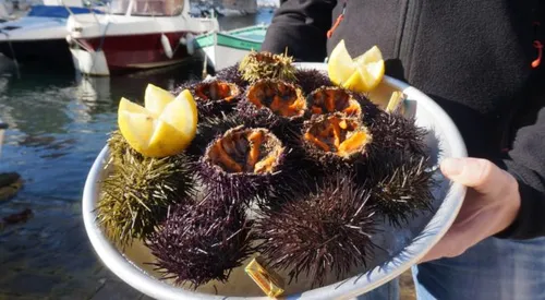 Marseille : le mercredi c'est oursins au Vallon des Auffes !