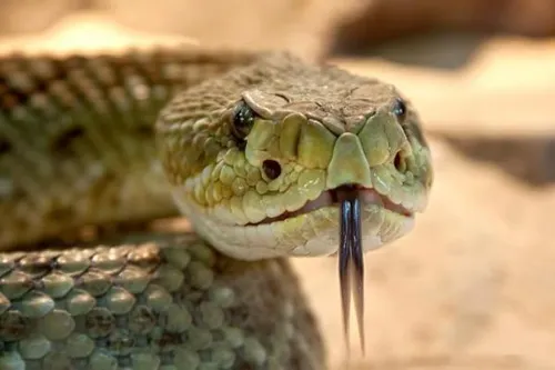 Vous avez peur des serpents et des araignées ? C'est normal, c'est...
